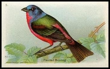5 Painted Bunting